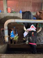 Go-Pujana at Kembre Farm Goshala (Pictures courtesy Shri Jnanesh Bhat Hattangadi)